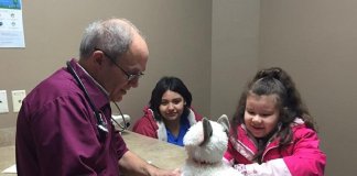 Veterinário atende gato de pelúcia “doente” de menina autista