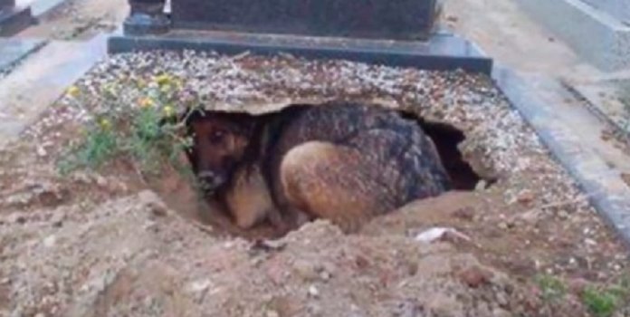 Fidelidade Eterna: cão cava um buraco ao lado do túmulo de seu dono para estar perto dele