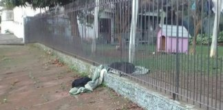 Cadelinha arrasta o seu novo cobertor para compartilhar com um cão abandonado
