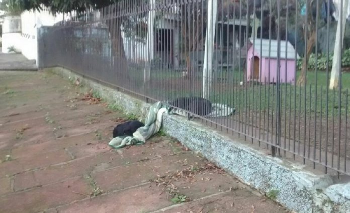 Cadelinha arrasta o seu novo cobertor para compartilhar com um cão abandonado