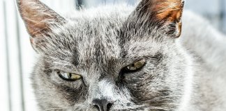 Irritado o tempo todo sem nenhuma razão? Esta pode ser a causa: