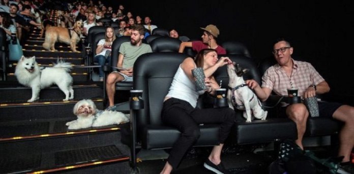 O cinema permitiu que eles vissem o filme com seus donos. Eles se comportaram melhor do que várias crianças
