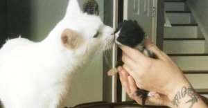 revistapazes.com - Conheça o gato especial que acolhe e abraça os novos gatinhos que chegam no abrigo