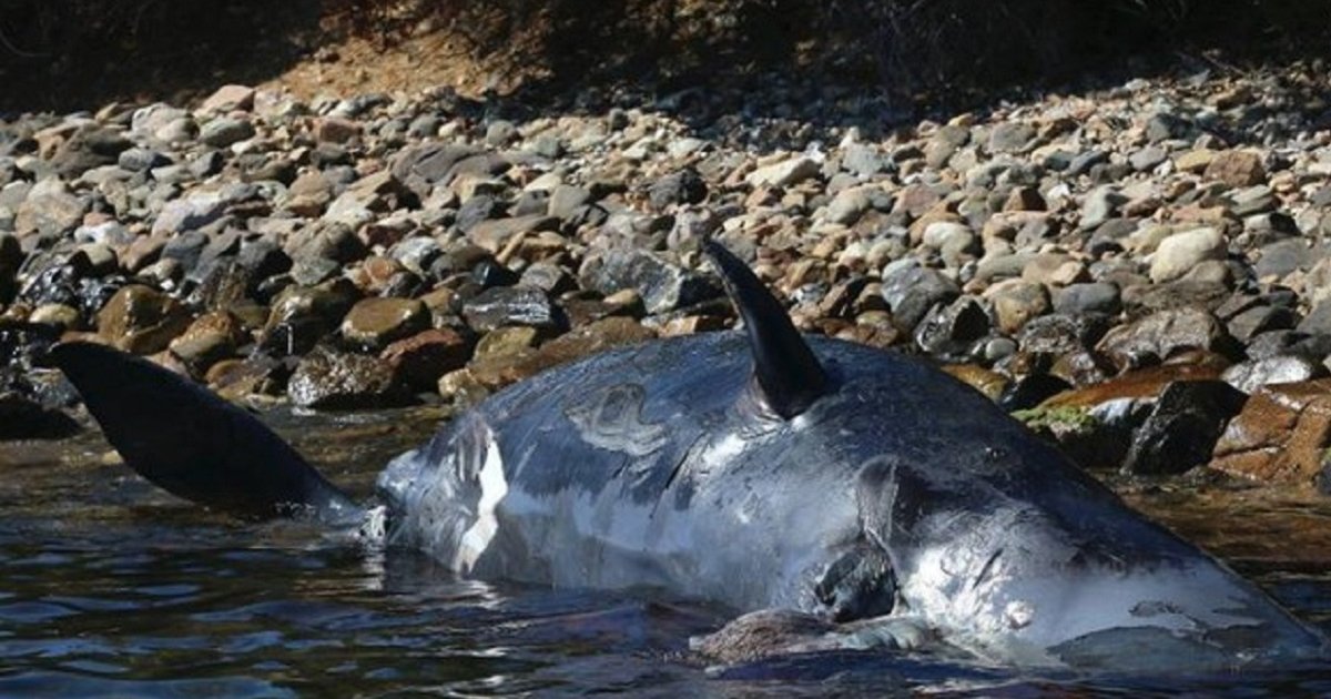190401033557-01-sperm-whale-italy-exlarge-169