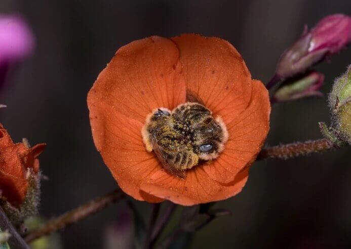 revistapazes.com - Abelhas dormem abraçadas no centro de uma flor e o registro encanta o mundo