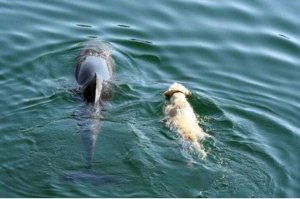 revistapazes.com - Cão se joga no mar todos os dias para encontrar um golfinho. Eles nadam juntos como melhores amigos