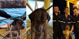 Cãozinho é resgatado em alto mar, a 220 km da costa da Tailândia