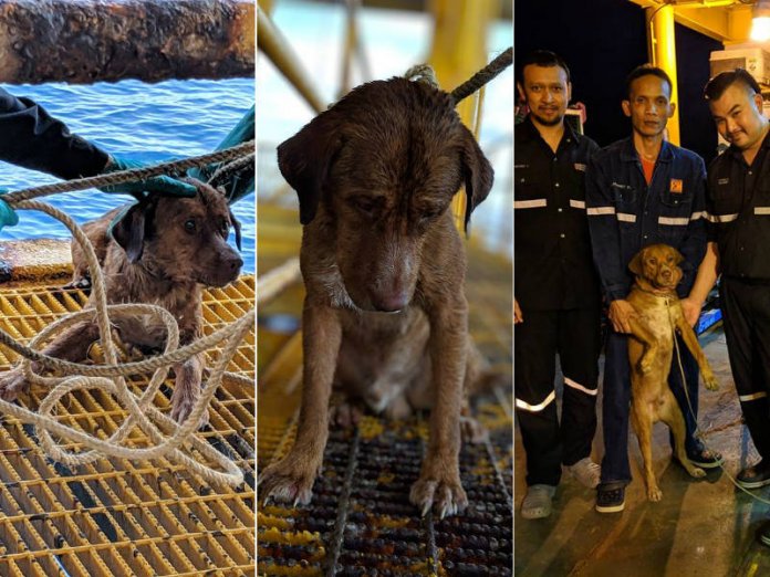 Cãozinho é resgatado em alto mar, a 220 km da costa da Tailândia