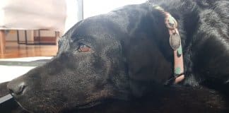 Labradora que havia desaparecido levada pela enxurrada na Zona Sul do Rio é encontrada