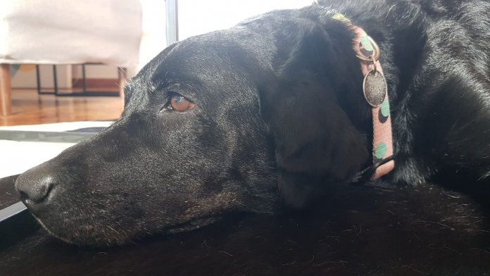 Labradora que havia desaparecido levada pela enxurrada na Zona Sul do Rio é encontrada