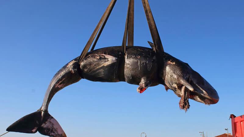 baleia_8b103df47e7001c858f4b610591e17fb0a880b30