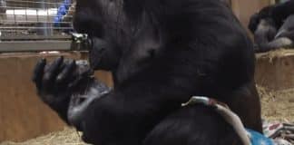 Mamãe gorila beija o filho a que acaba de dar à luz e emociona as redes sociais