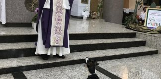 Conheçam Zezinho: o cãozinho ficou famoso na web por ir à missa e aguardar a hóstia em SP