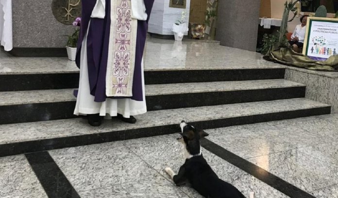 Conheçam Zezinho: o cãozinho ficou famoso na web por ir à missa e aguardar a hóstia em SP