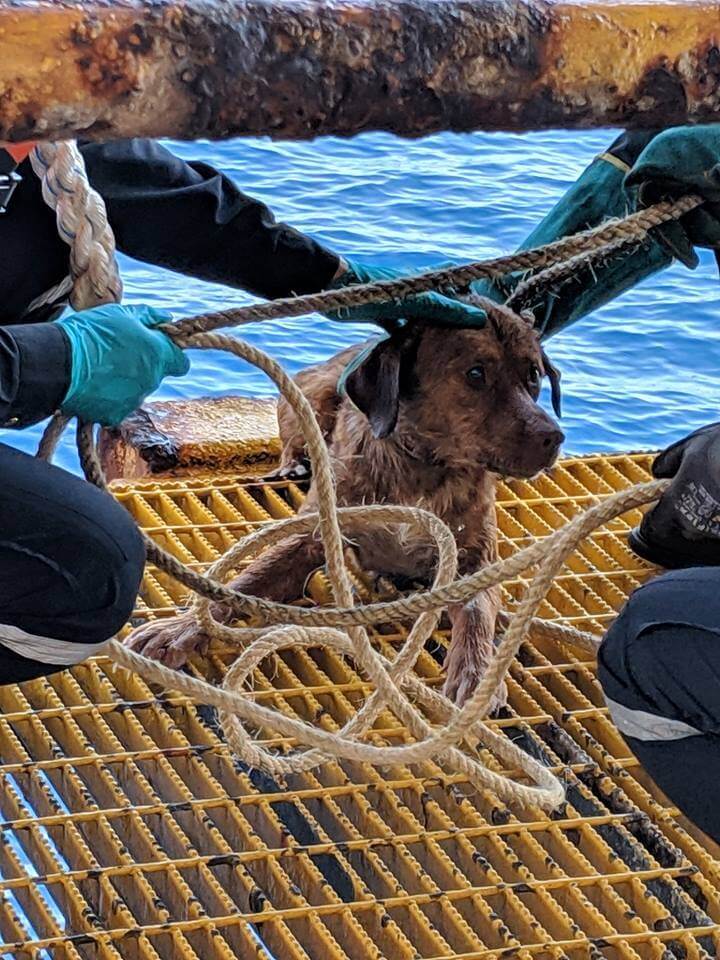 revistapazes.com - Cãozinho é resgatado em alto mar, a 220 km da costa da Tailândia