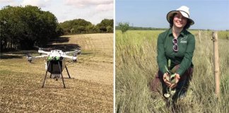 Com drones, eles liberam sementes de árvores para restaurar as florestas. Eles podem plantar até 400 mil por dia