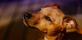 Conviver com cães diminui em mais de 30% o risco de morte e de ter doenças do coração, diz estudo