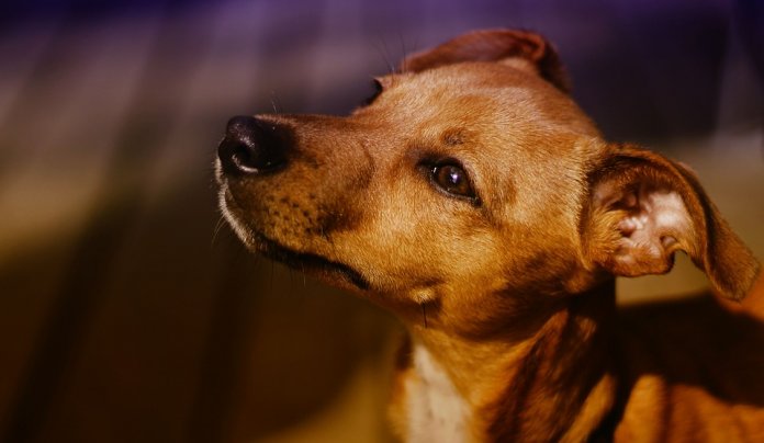 Conviver com cães diminui em mais de 30% o risco de morte e de ter doenças do coração, diz estudo