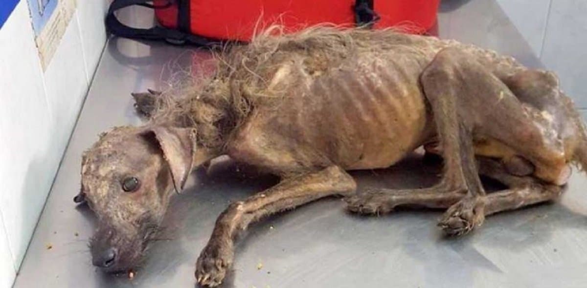 designproposal-32-768×378