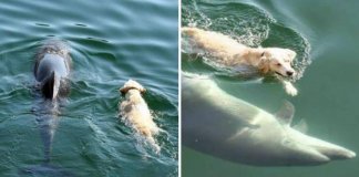 Cão se joga no mar todos os dias para encontrar um golfinho. Eles nadam juntos como melhores amigos