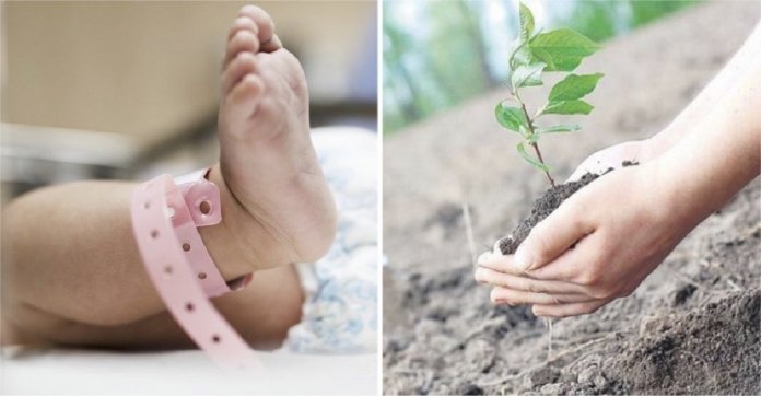 Em Bruxelas, eles plantarão uma árvore para cada bebê que nascer