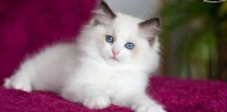 Gatos sabem quando são chamados, mas fingem que não entendem