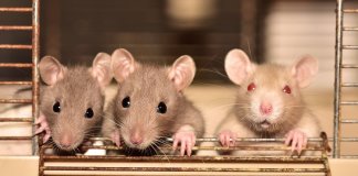 China põe fim aos testes em animais na indústria cosmética