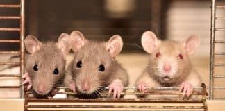 China põe fim aos testes em animais na indústria cosmética