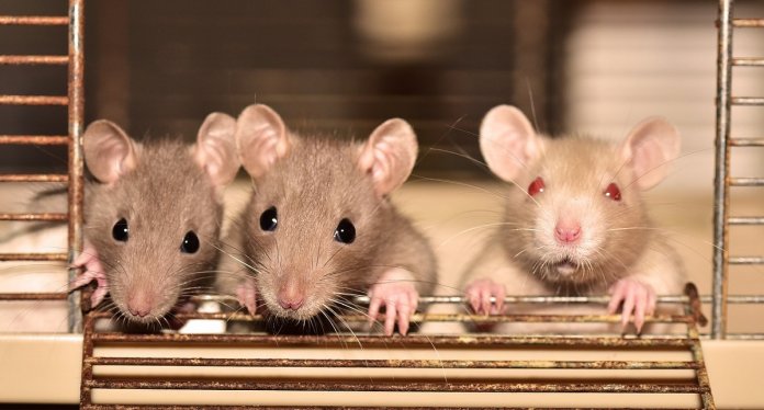 China põe fim aos testes em animais na indústria cosmética