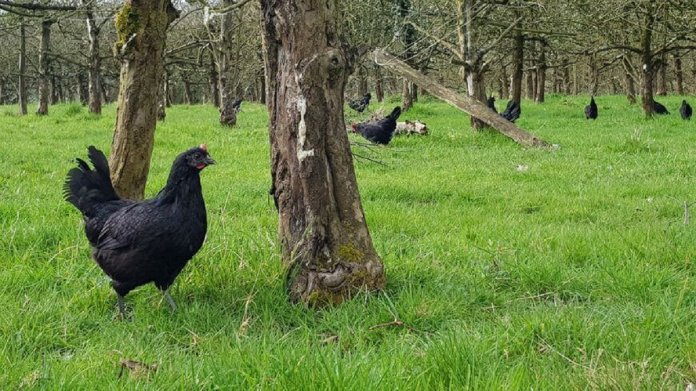 Na França, galinhas substituem agrotóxicos em plantações