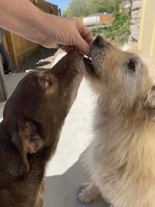 revistapazes.com - Homem abre refúgio para cães idosos que foram abandonados