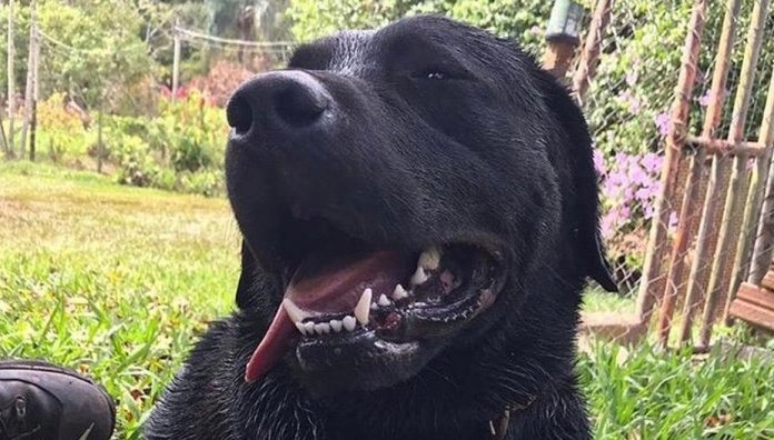 Perdemos um herói: cão que auxiliou nas buscas em Brumadinho é vítimado enquanto salvava vidas