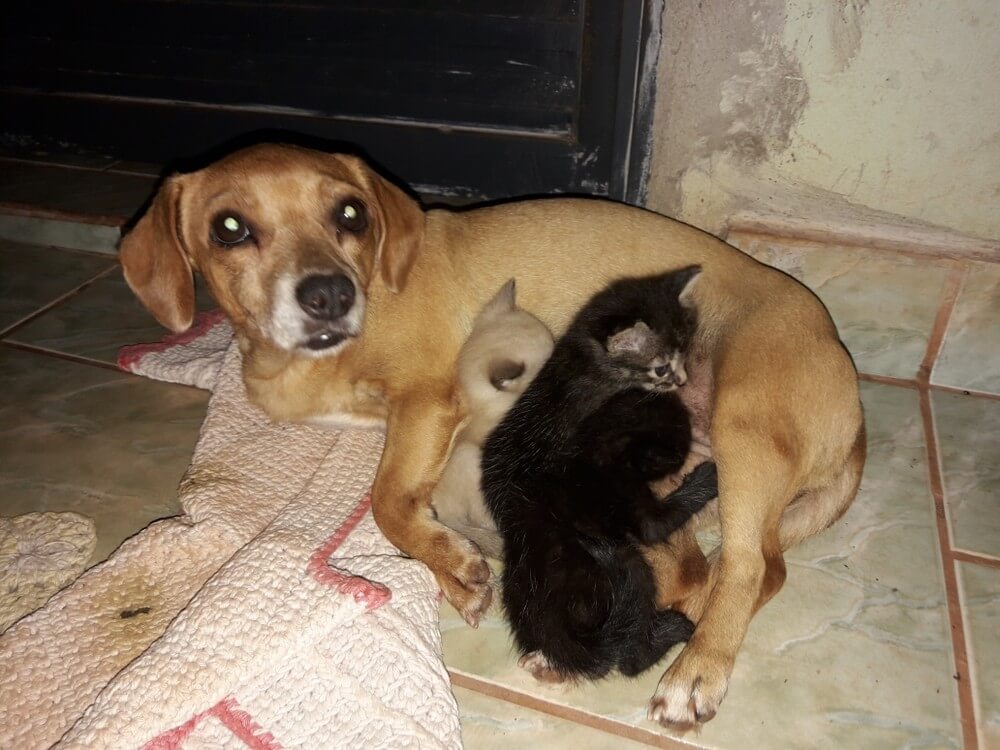 revistapazes.com - Essa cadela de 7 anos nunca teve filhotes e resolve adotar 3 gatinhos abandonados