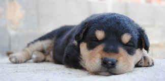 Quando estão dormindo os cães sonham com os seus donos, diz cientista