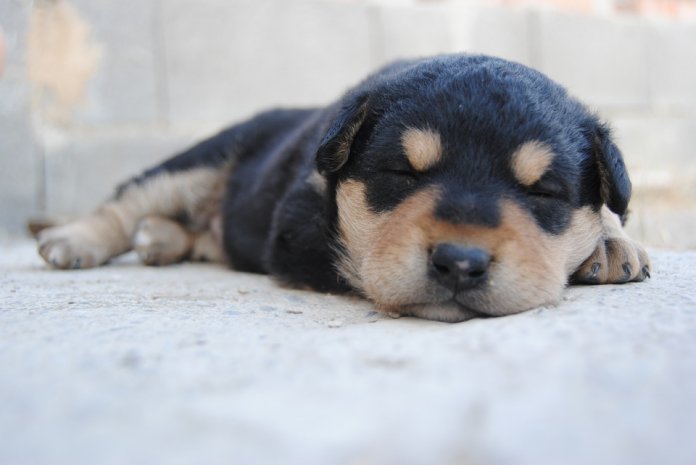 Quando estão dormindo os cães sonham com os seus donos, diz cientista