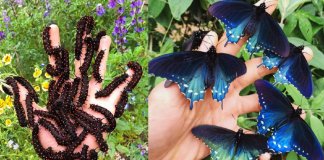 Este biólogo salvou uma espécie rara de borboletas da extinção