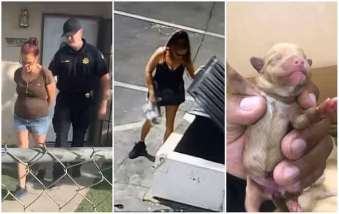 prisao-mulher-cachorros-filhotes-lixo-coachella-23042019133538540