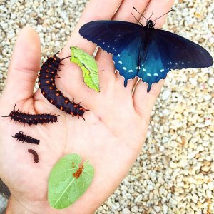 revistapazes.com - Este biólogo salvou uma espécie rara de borboletas da extinção