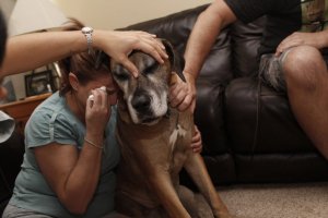 revistapazes.com - Fotógrafa retrata a dor de se despedir de um animalzinho de estimação