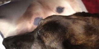 Dona estampa foto de cãozinho falecido em almofada para que seu outro pet não sofra tanto