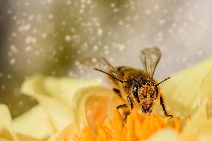 “Sem as abelhas, a humanidade terá apenas mais quatro anos de existência”, refletiu Einstein
