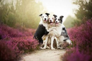 revistapazes.com - Cães precisam de amigos como os humanos, diz estudo