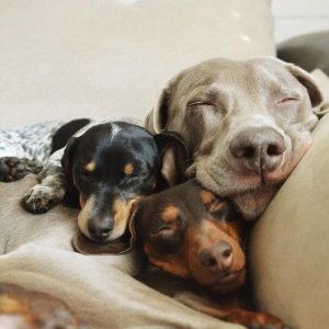 revistapazes.com - Cães precisam de amigos como os humanos, diz estudo