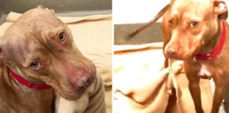 Cão de abrigo mostra que sabe fazer a sua cama e conquista sua futura família adotiva