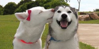 Cães precisam de amigos como os humanos, diz estudo