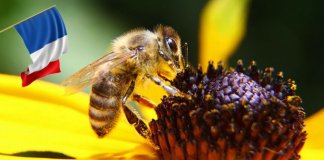 França é o primeiro país a proibir TODOS os cinco pesticidas ligados à morte de abelhas