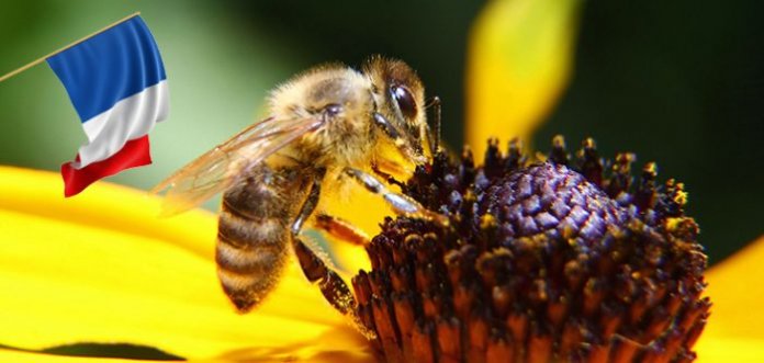 França é o primeiro país a proibir TODOS os cinco pesticidas ligados à morte de abelhas
