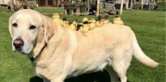 Após a mãe sumir, labrador “adota” 7 filhotinhos de pato