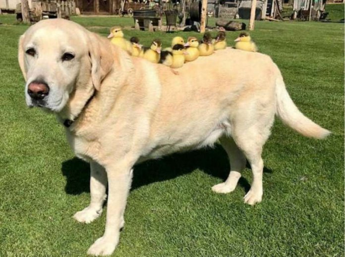 Após a mãe sumir, labrador “adota” 7 filhotinhos de pato