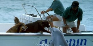 Golfinho sai da água e dá beijinho em cachorro – veja o vídeo